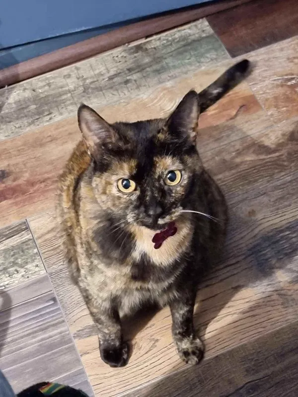 Cat 1