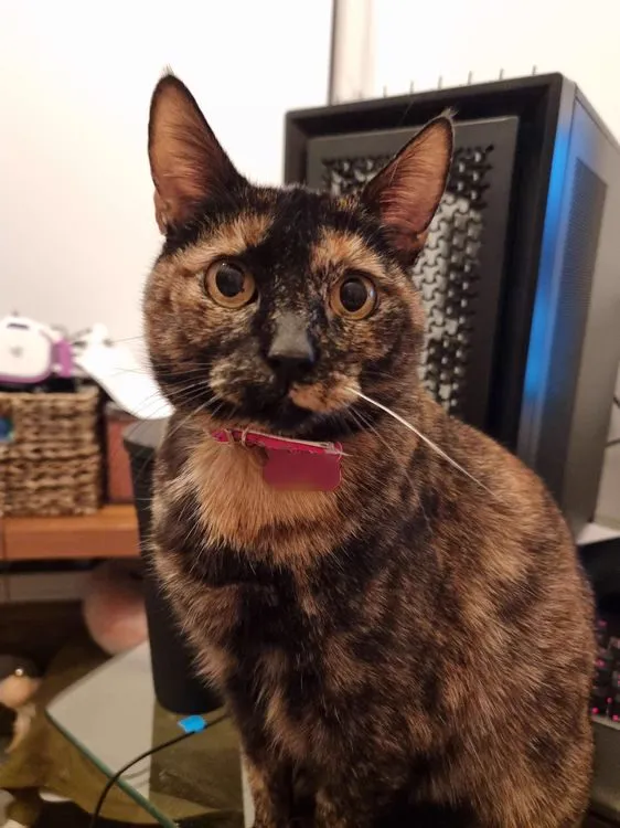 Cat 10
