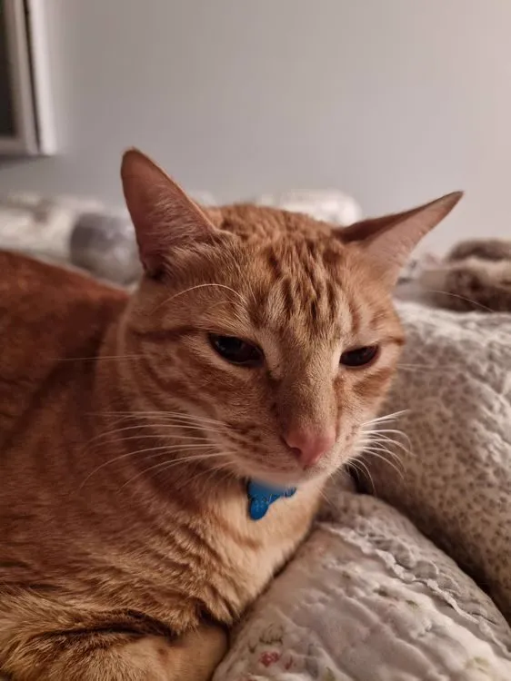 Cat 11