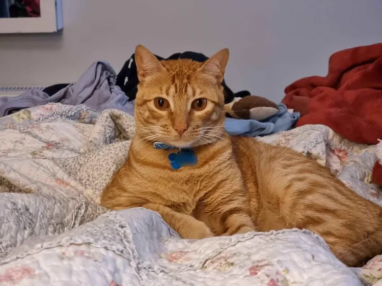 Cat 12
