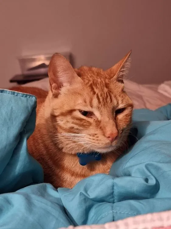 Cat 13