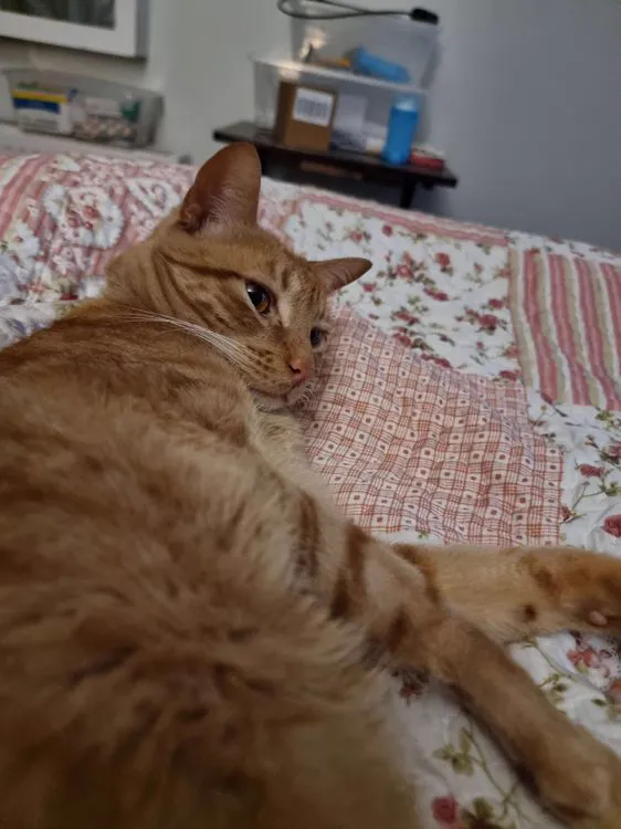 Cat 14