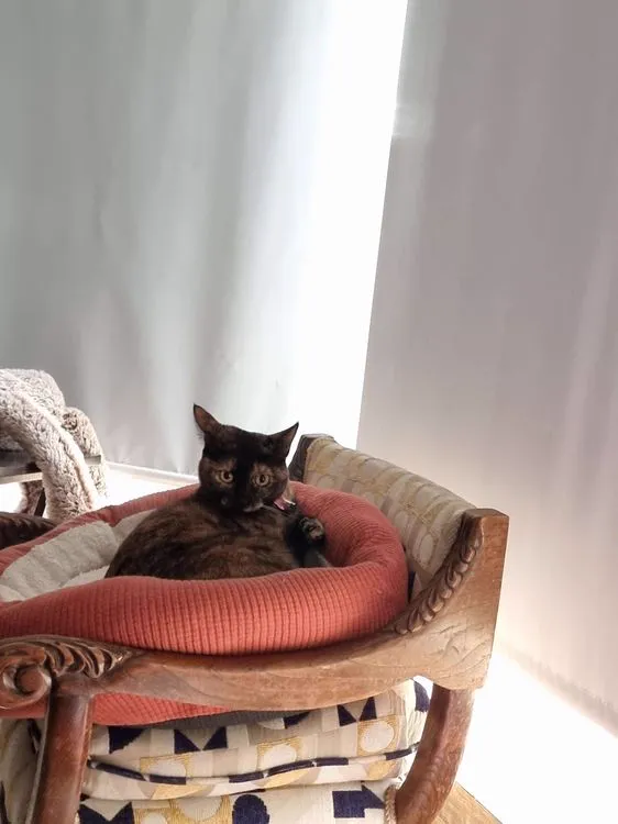 Cat 15
