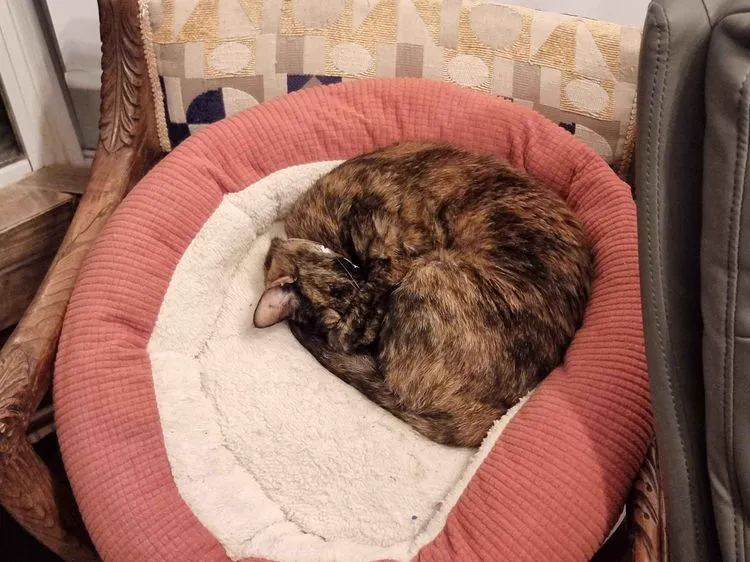 Cat 16