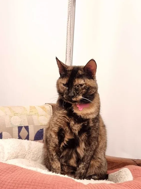 Cat 17