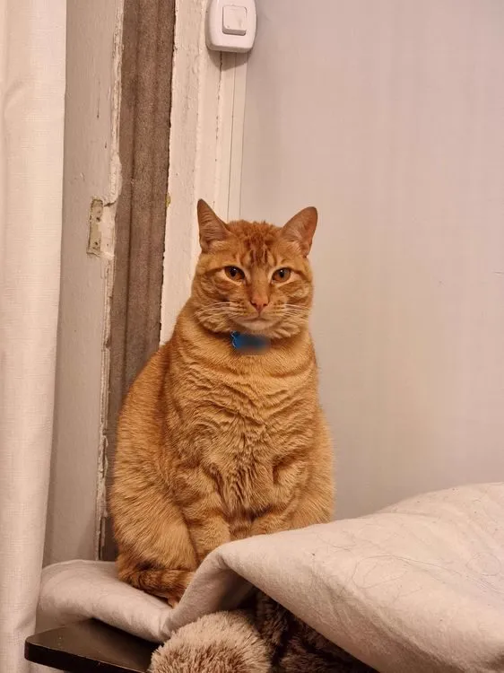Cat 18