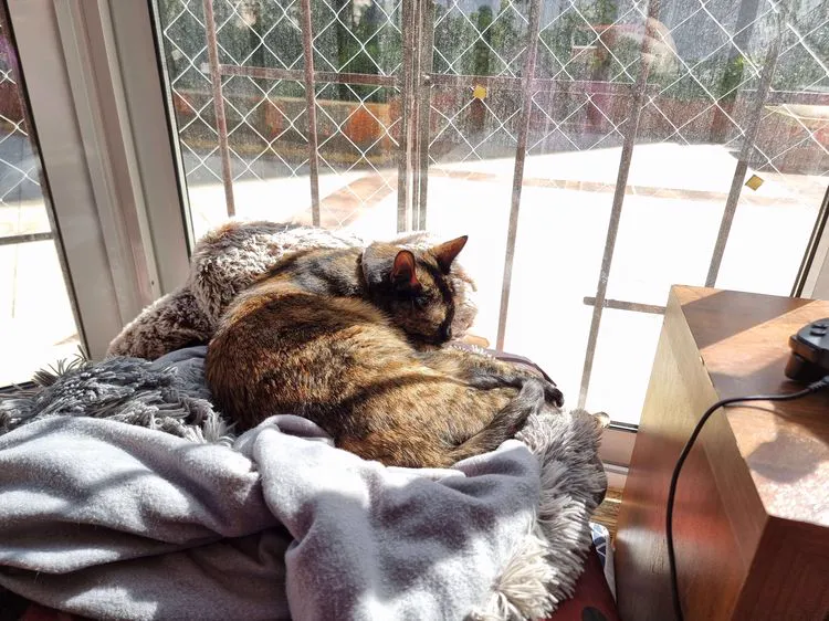 Cat 19