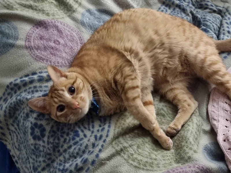 Cat 2