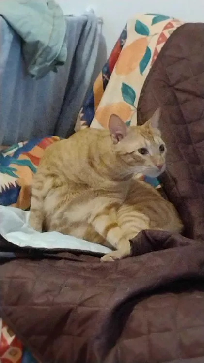 Cat 20