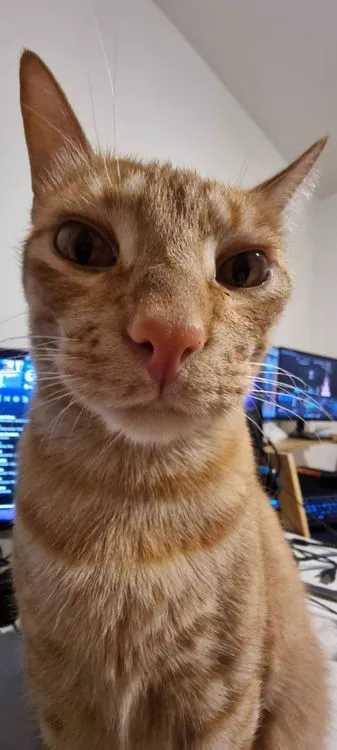 Cat 21