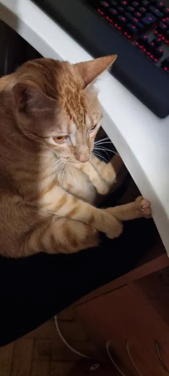 Cat 22