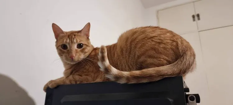 Cat 23