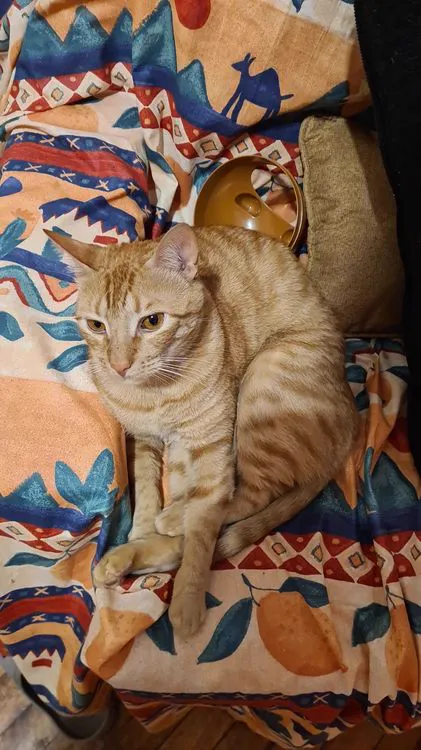 Cat 24