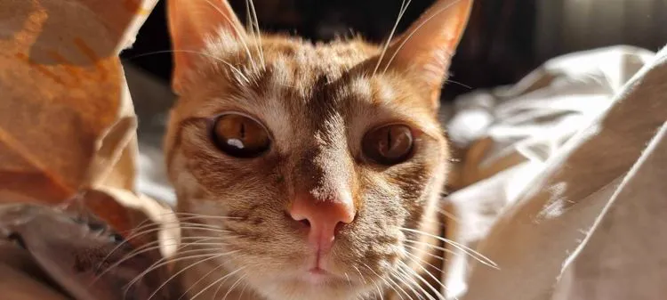 Cat 25