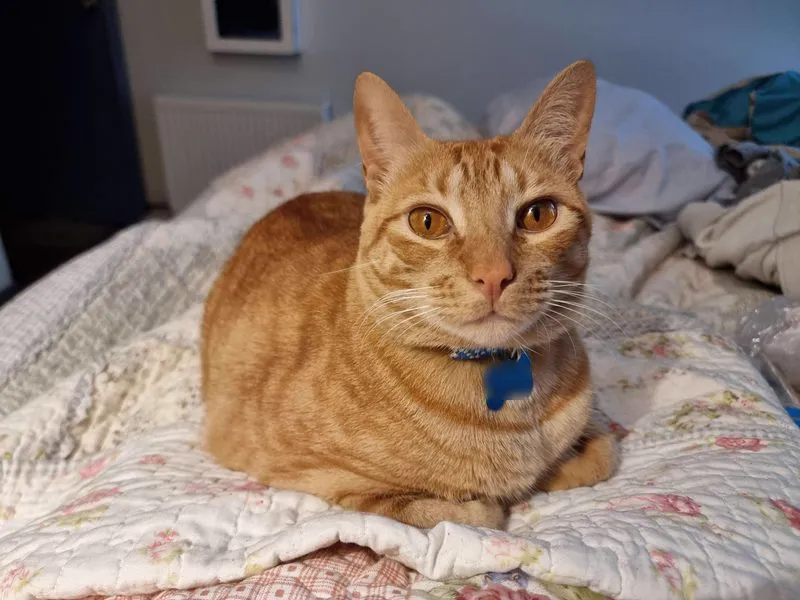 Cat 3