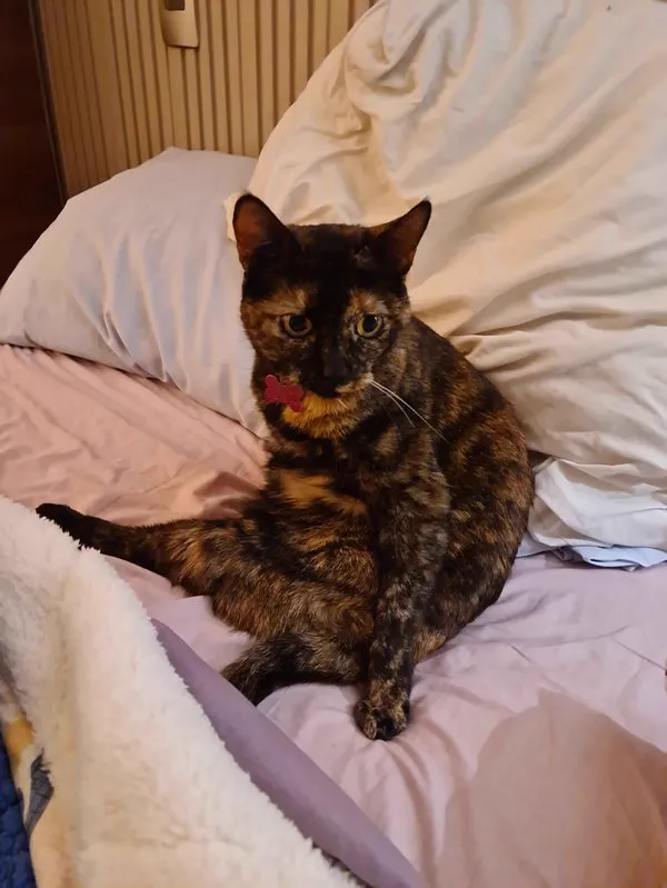Cat 4