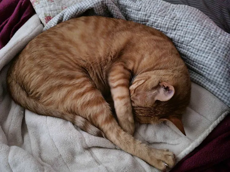 Cat 5