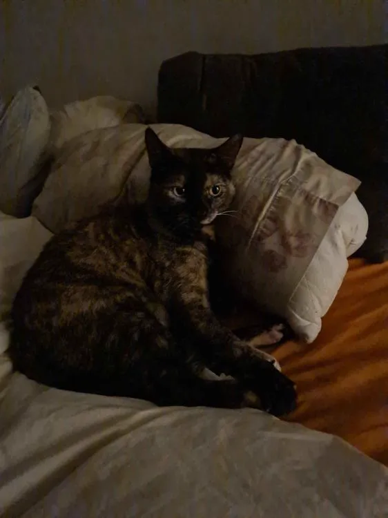 Cat 6