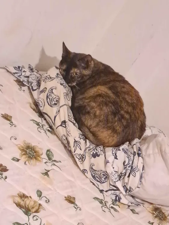 Cat 7