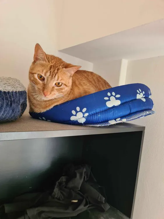 Cat 8