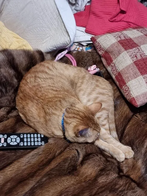 Cat 9